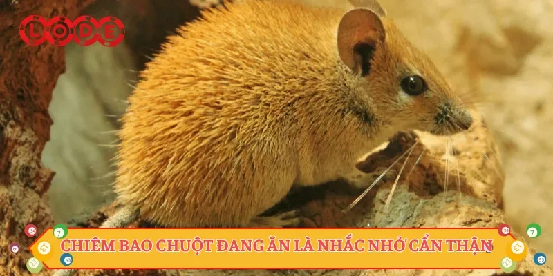 Chiêm bao chuột đang ăn là nhắc nhở cẩn thận