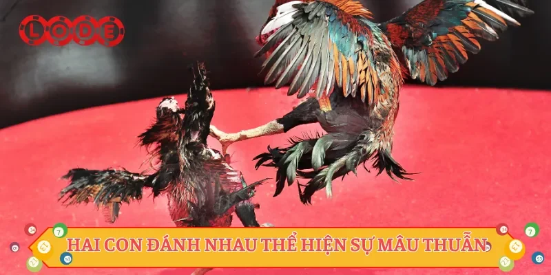 Hai con đánh nhau thể hiện sự mâu thuẫn