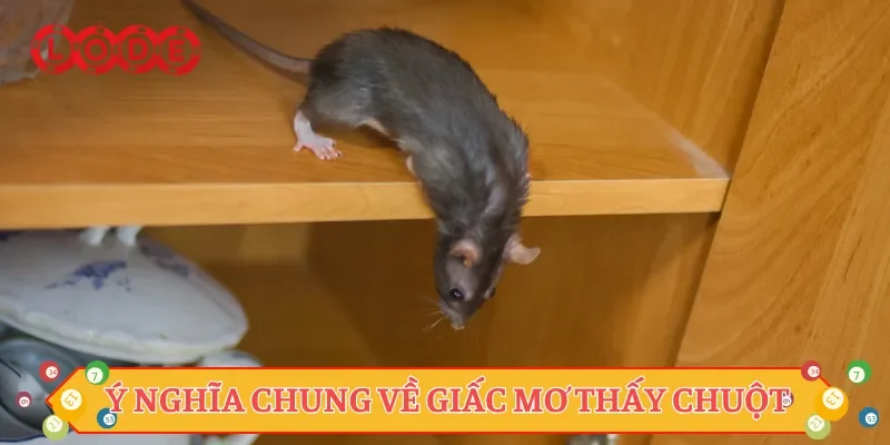 Ý nghĩa chung về giấc mơ thấy chuột